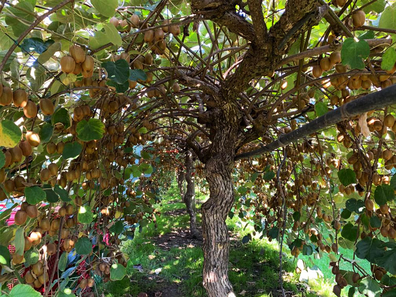 20-hectare-kiwi-farm-in-mazadara.jpg