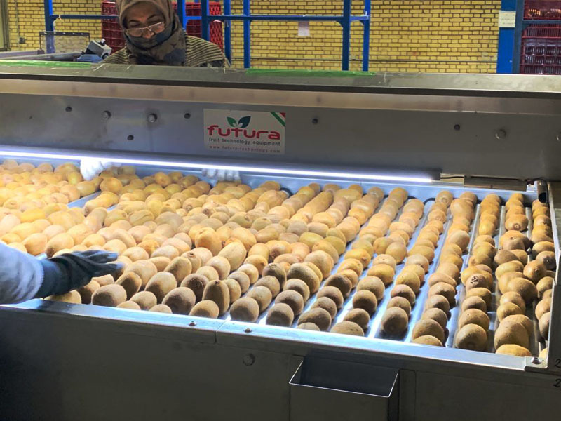 6-lane-kiwi-sorting-machine-02.jpg