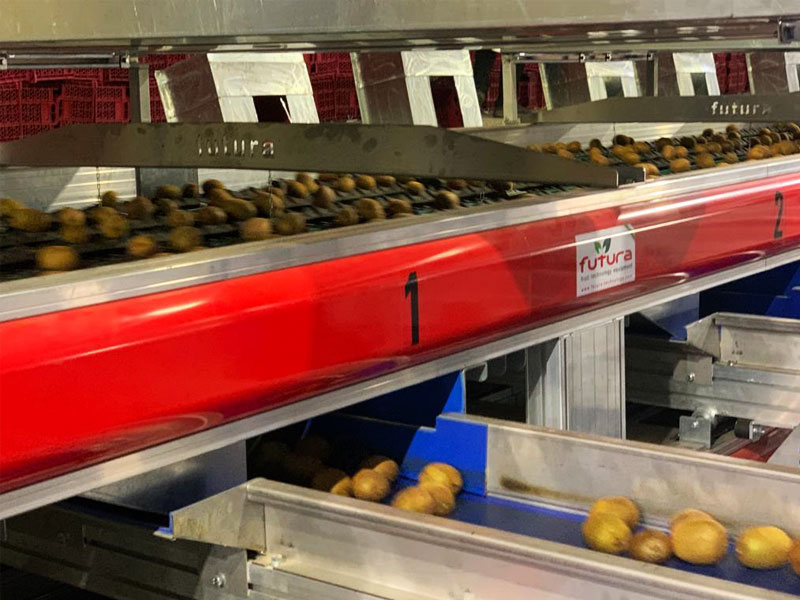6-lane-kiwi-sorting-machine.jpg