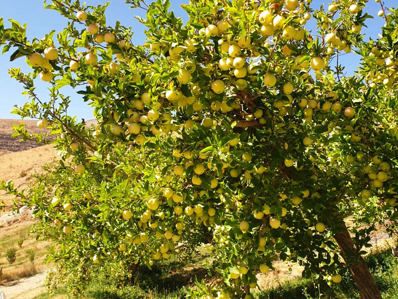 golden-delicious-farm.jpg