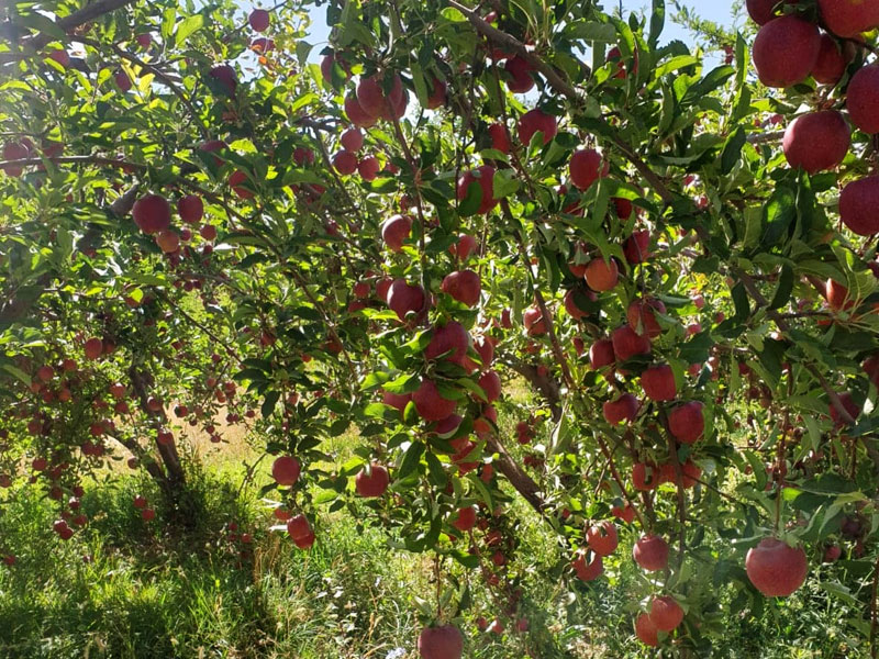 red-delicious-farm.jpg